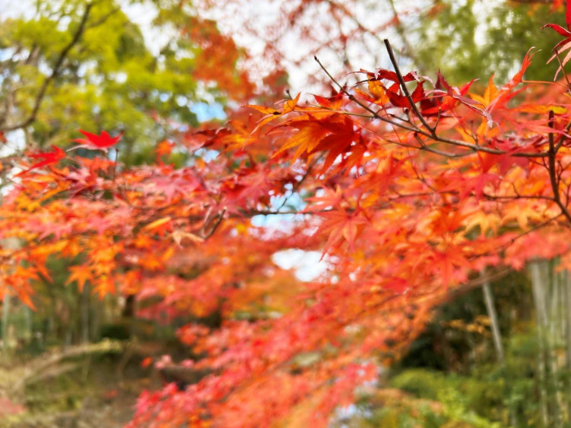 Shuzenji Onsen Hotel Takitei Izu  Esterno foto